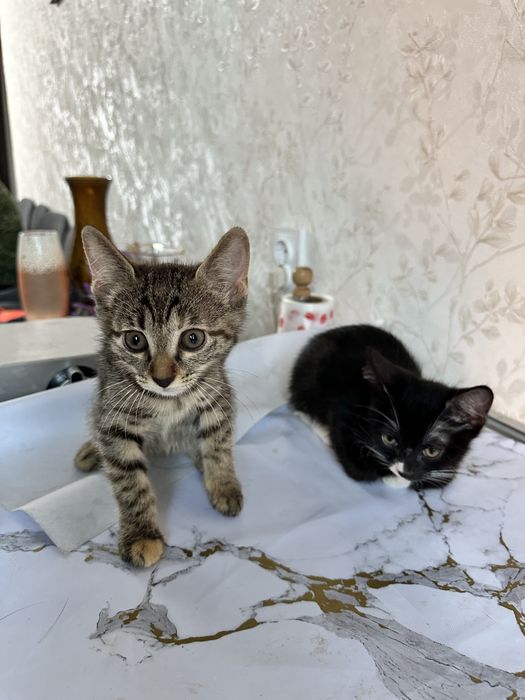 Котята в хорошие руки