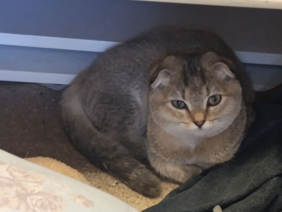 Шиншила скотиш фолд