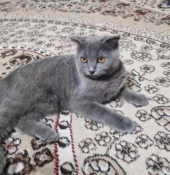 Qiz mushuk sotiladi