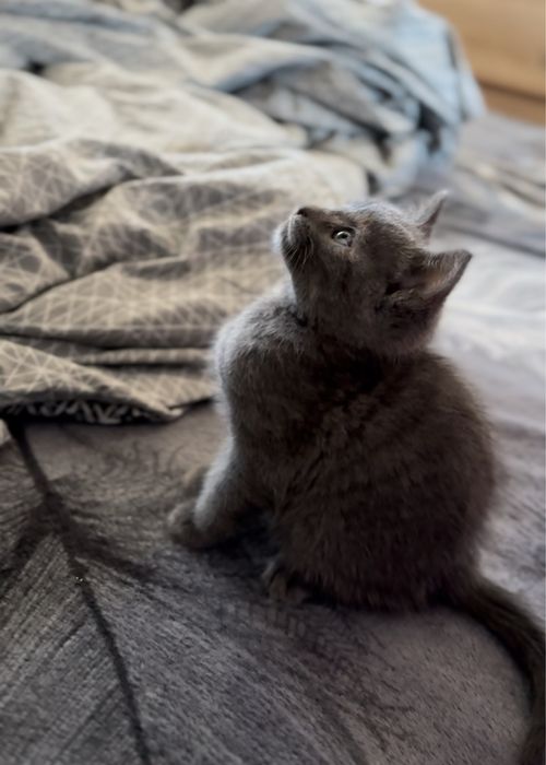 pui british shorthair+litiera+sac de nisip