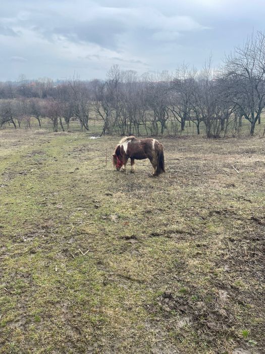 Vand ponei foarte cuminte