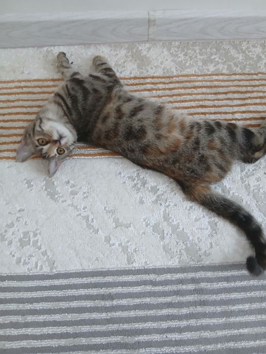 Котята и кошка в добрые руки