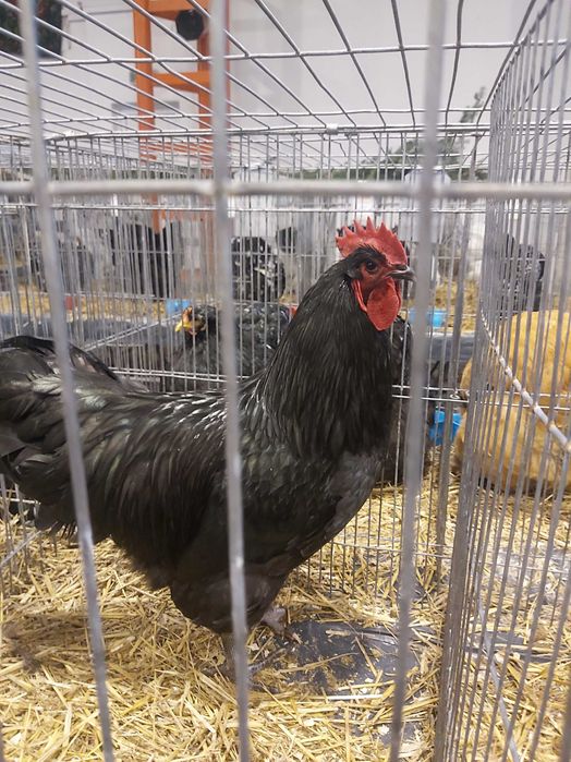Cocosi australorp pe negru si albastru