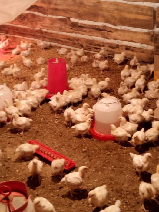 Цеплята бролер рос 308-Чехия.