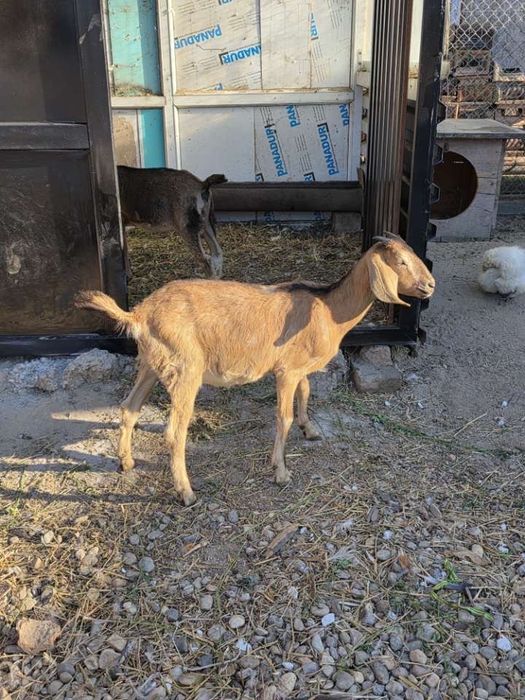 Vand capre si iezi anglo