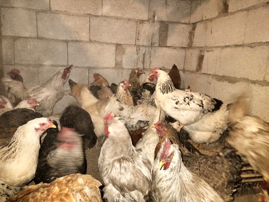 Дамашный тауыктар сатылады