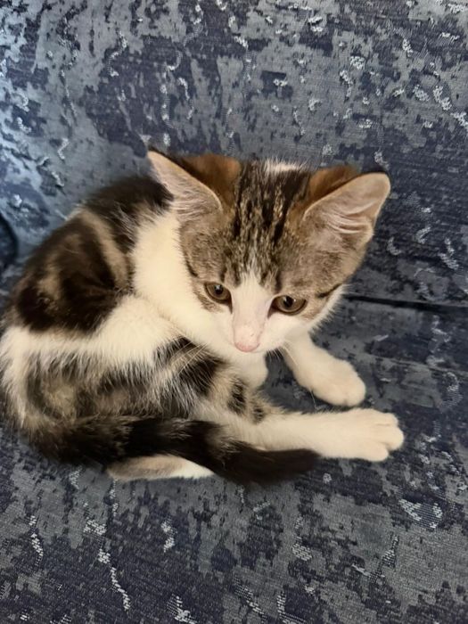 Мы отдаем кошку в хорошие руки.