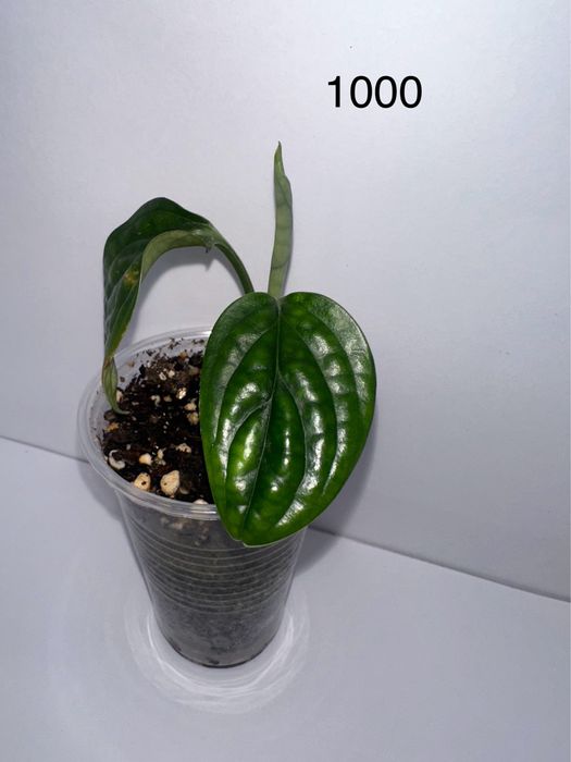 Продам черенки комнатных растений