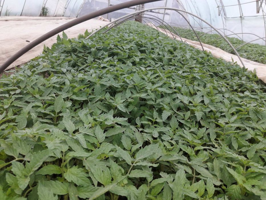 Разсад Пипер,Домати, Краставици и др.