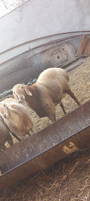 Arashan qoʻchqorlar sotiladi