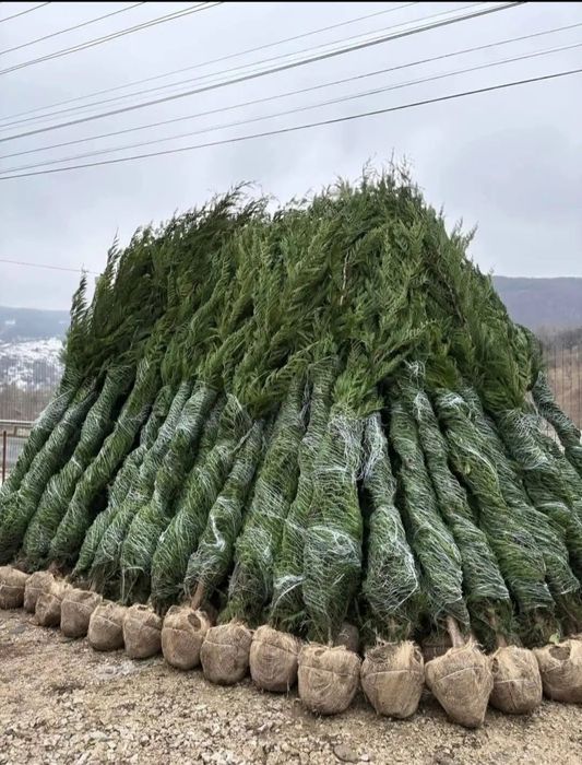 Reducere! Thuja Leylandii de vânzare – varianta perfectă pentru curtea