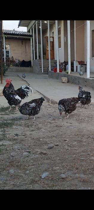 Сусекс парселан парода