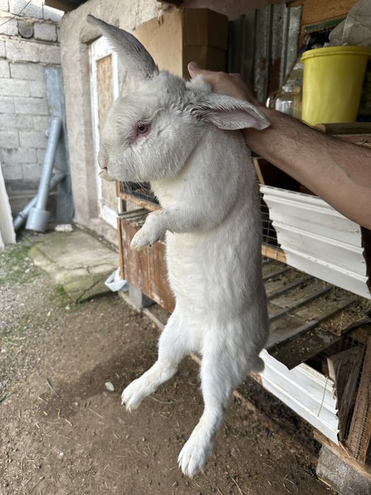 Продаются Кролики