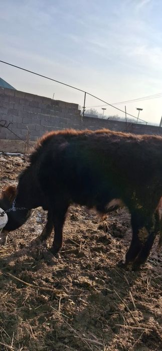 Бұқа сатылады еркек