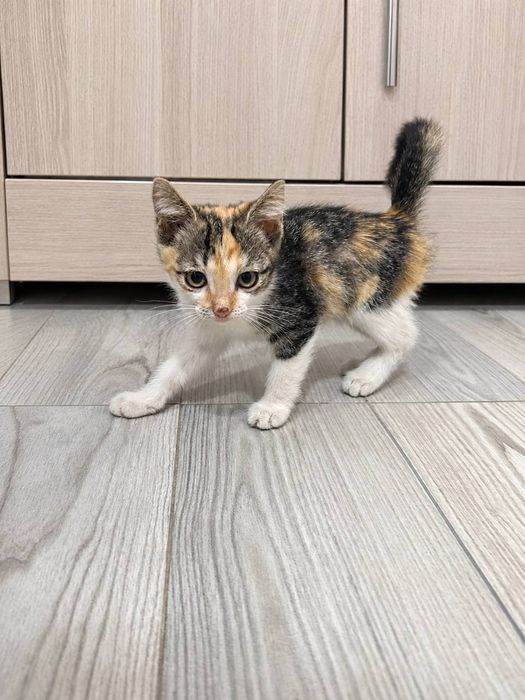 Котята ищут любящий дом