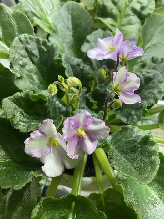 Фиалка махровая океан