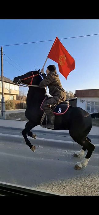 Англо-Араб 3 года