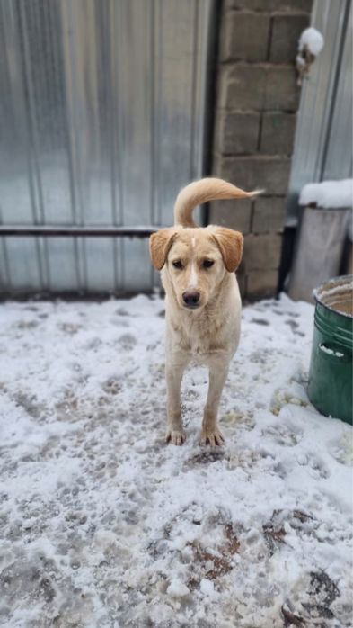 Собака в добрые руки