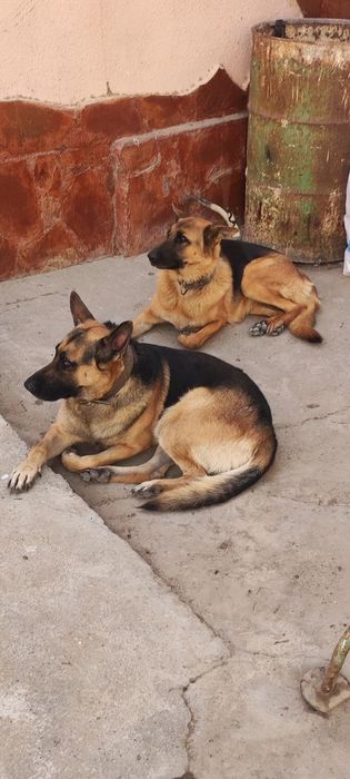 Продается щенки немецкой овчарки