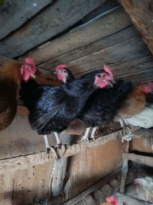 Продам домашних кур