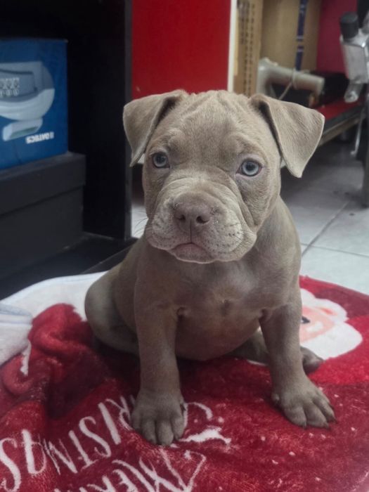 Pui American Bully