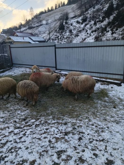 Oi tinere de vînzare Dămuc