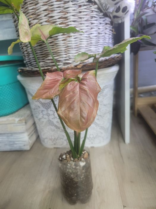 Сингониум проддам