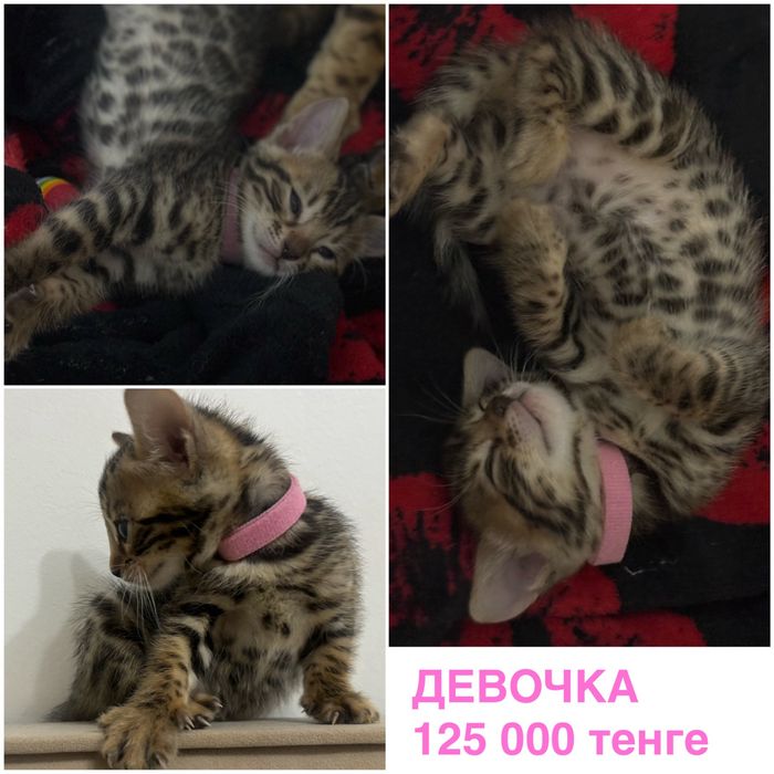 Бенгальские котята