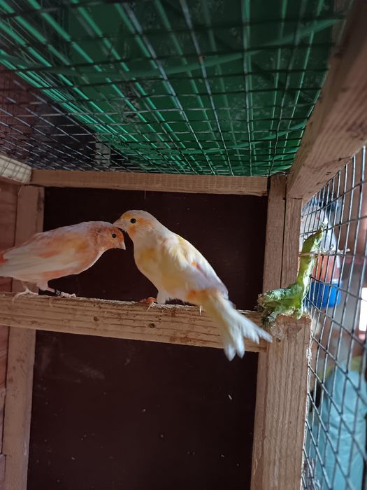 Vând Canari femele