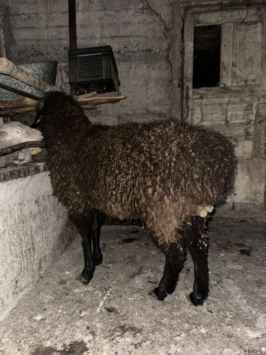 Продаеться баран