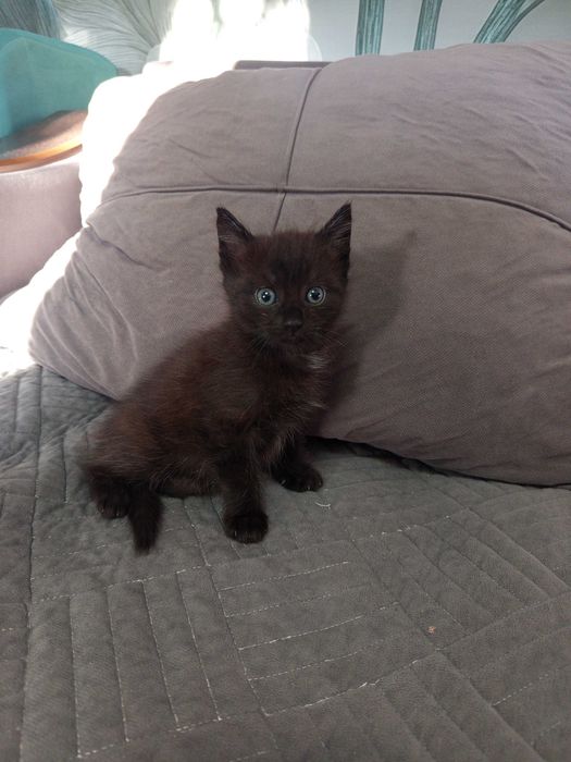 Котенок, Черный мальчик