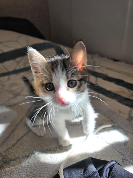 Котёнок в добрые руки отдам