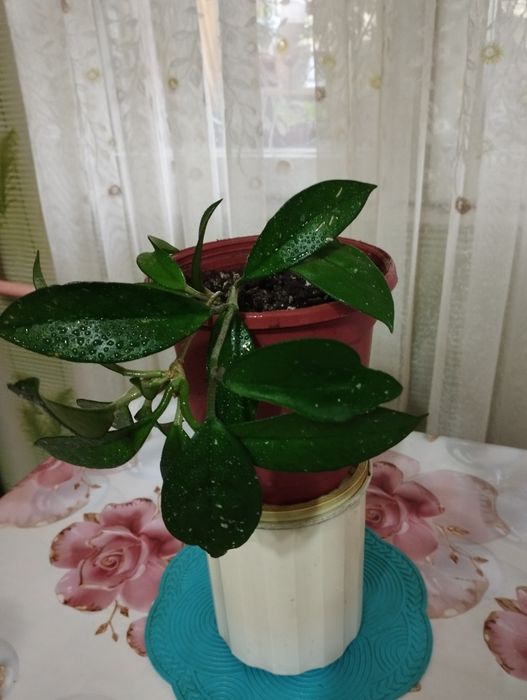 Комнатные растения