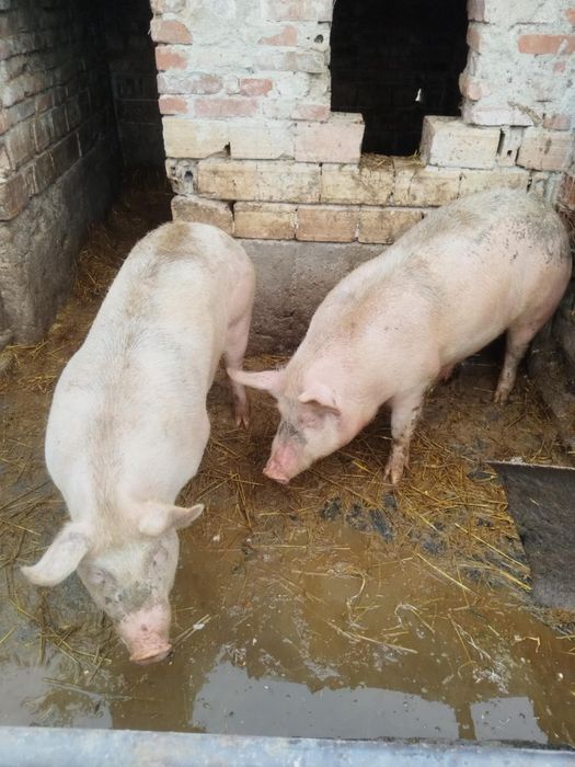 2броя домашни прасета 140 150кг