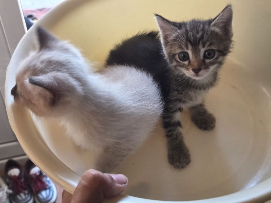 Отдам котят в хорошие руки