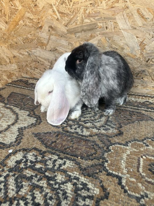 Iepuri berbec german