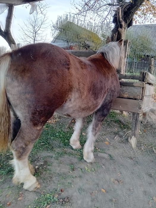 Mânză de vânzare de 1 an pe 26 !