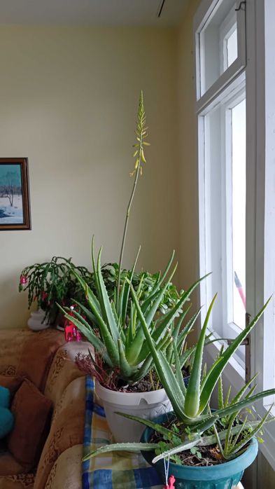 Алое вера в саксийки