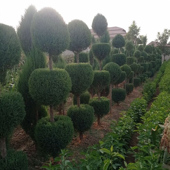 Декоративные саженцы — от фирмы Samarqand Agro Dizayn!