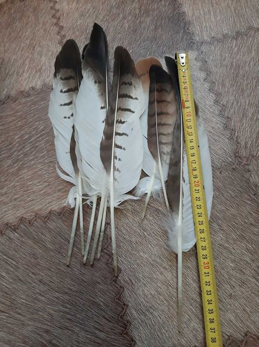 Перья сова и канюк натуральные.