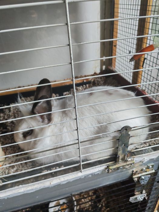 Disponibil 2 iepuroi și 2 iepuroaice cap de leu