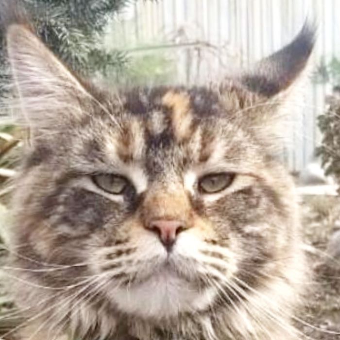 Девочка мейнкун с родословной