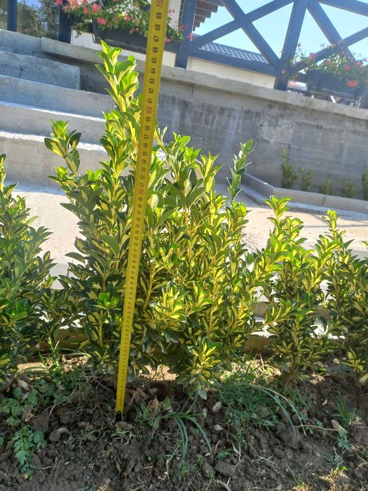 Euonymus Aureomarginatus