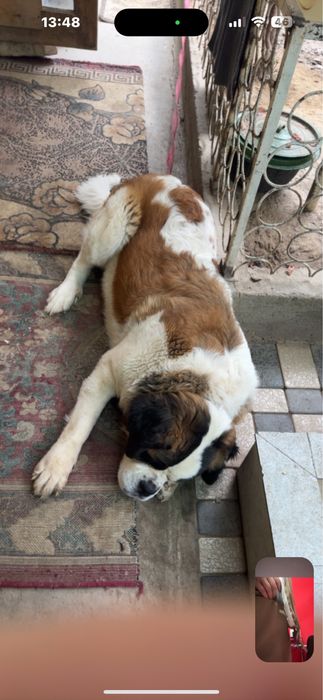 Сенбернар девочка.