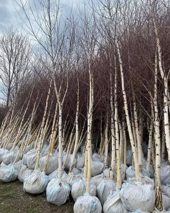 Mesteacan / Catalpa / Platan