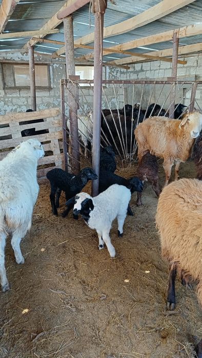 Қозылы қойлар сатылады.