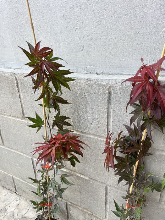 Ацер Атропурпуреа