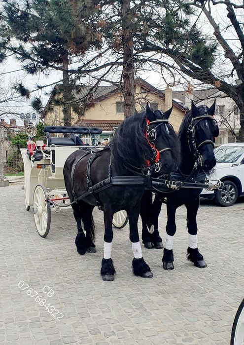 Trasura Nunta Mireasa Cai Foto Video
