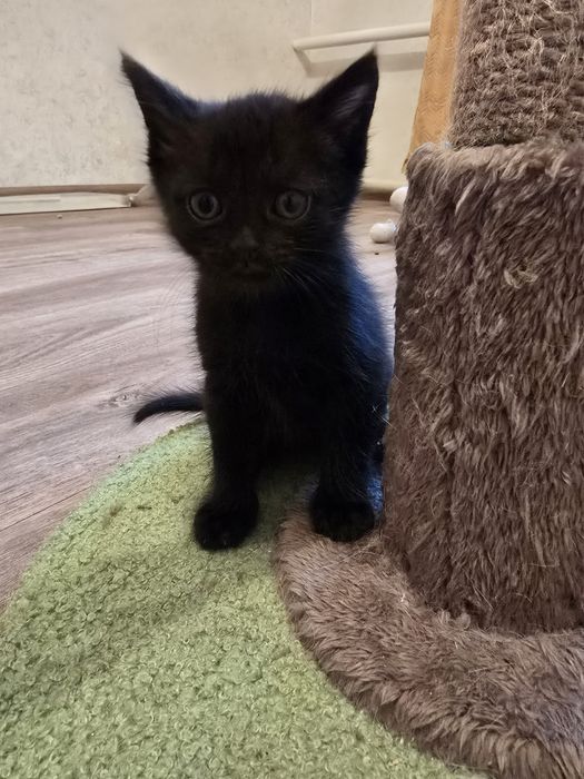 Котята очень ждут именно вас