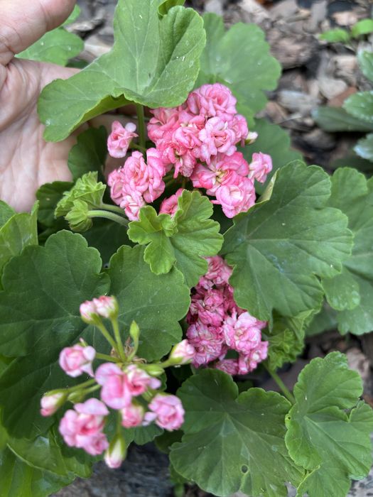 Пеларгония Grainger’s Antique Rose